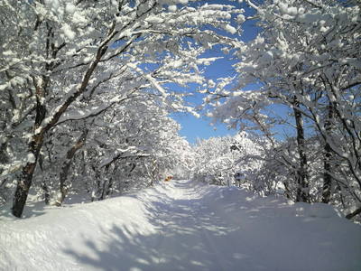 登山道.JPG