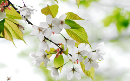 Harmony with the nature of Mt. Hakodate